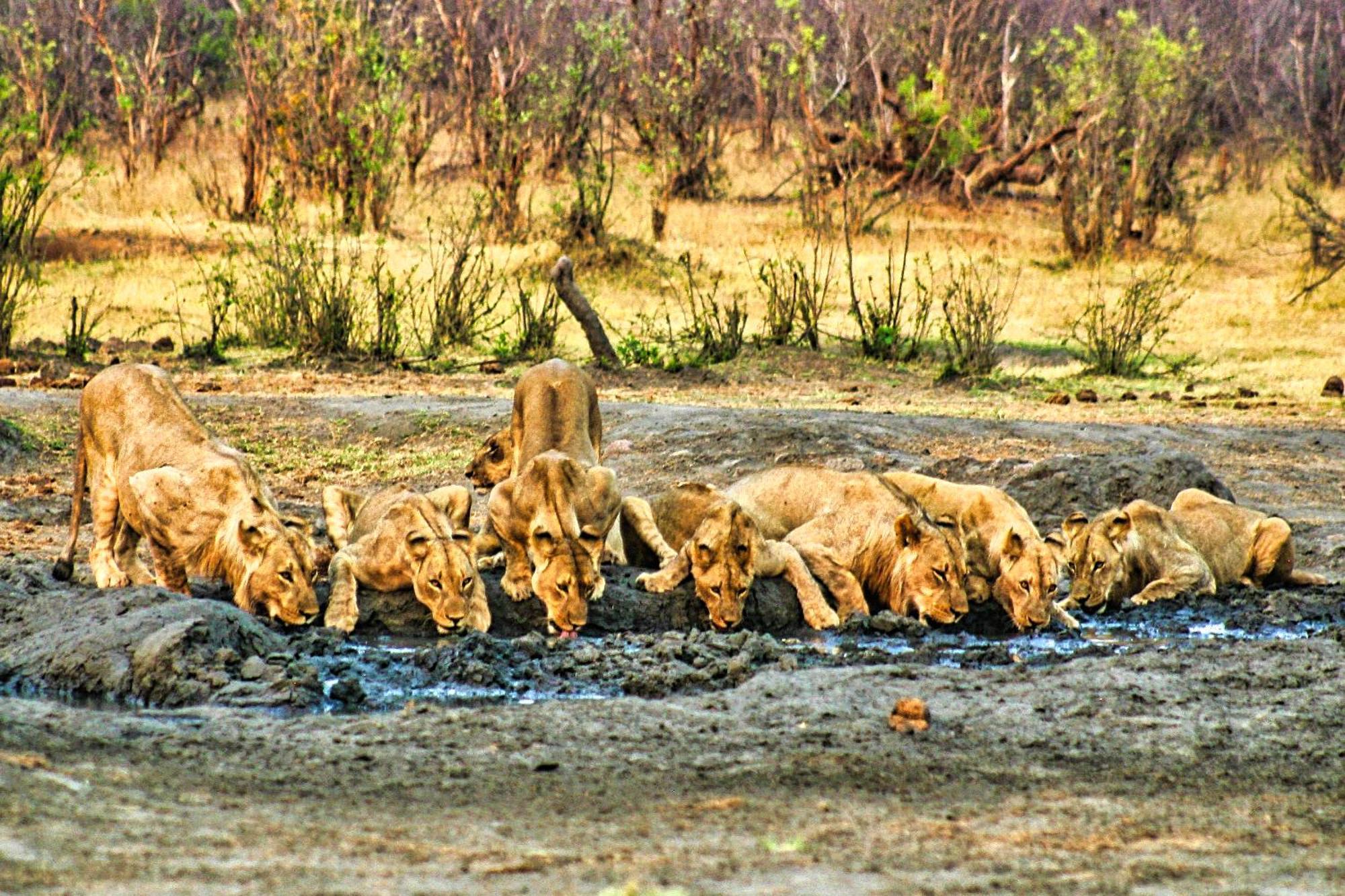 Room In Villa - Zambezi Family Lodge - Elephant Room Виктория Фолс Екстериор снимка